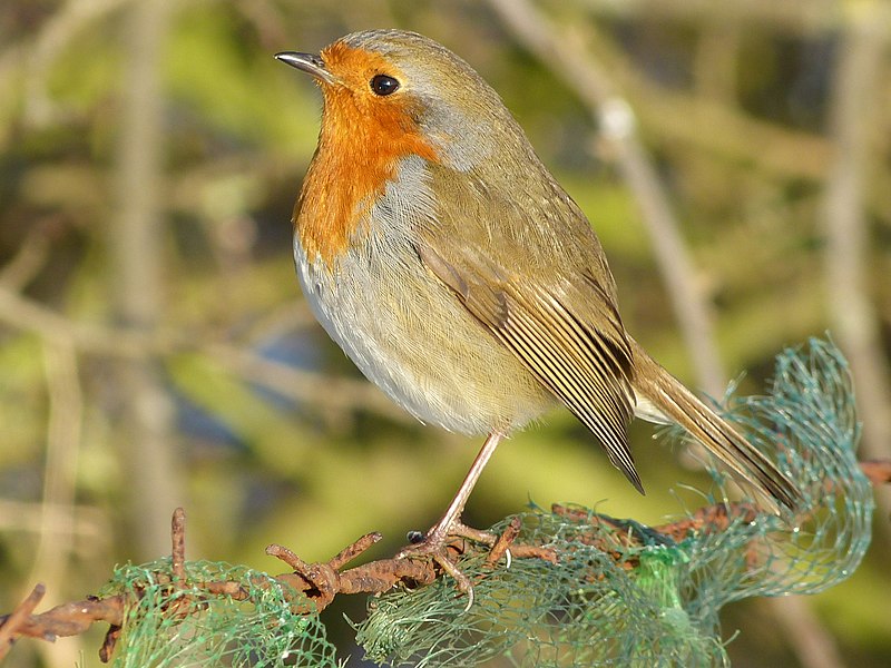 File:Robin (6858002469).jpg