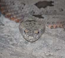 RockRattlesnake2010.jpg