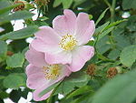 Rosa canina2.jpg