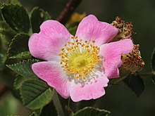 Rosa villosa 1 MHNT.jpg