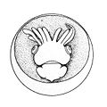 Rossia glaucopis embryo.jpg