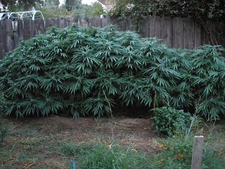 <i>Cannabis indica</i> Species of plant