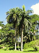 Roystonea borinquena no Xardín Botánico da Universidade de San Juan, Puerto Rico.