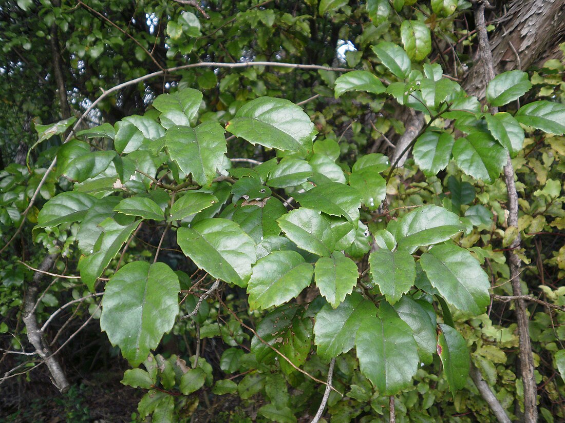 Rubus australis