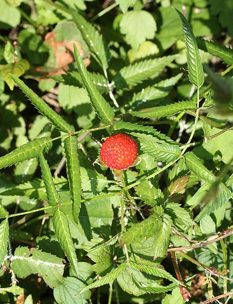 File:Rubus illecebrosus fruits s2.JPG