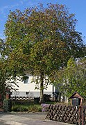 Ruhland, Parkstr. 10, Echte Walnuss, Herbst, 01.jpg