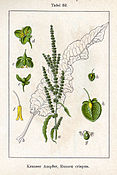 Rumex crispus Sturm52.jpg