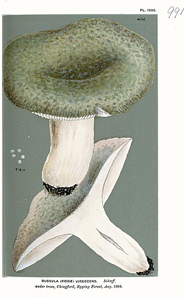 File:Russula virescens-Cooke.jpg
