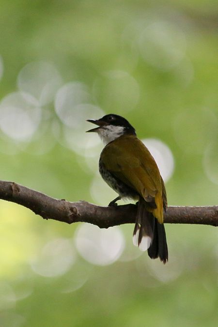 Chào mào ngực vảy