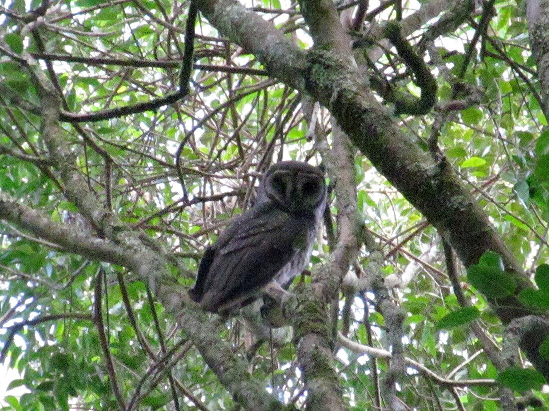 Tyto tenebricosa