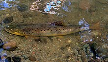 2011 lake trout