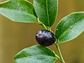 Zwarte bessen van de Sarcococca Hookeriana