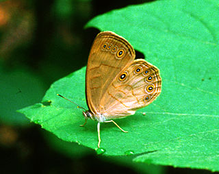 <i>Satyrodes</i> Genus of butterflies