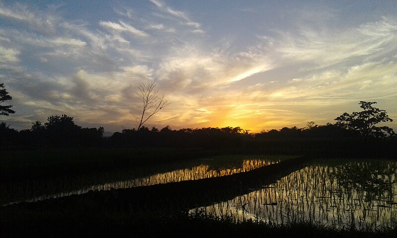 File:Sawah Desa Karanggintung Kec.Sumbang Kec.Sumbang.jpg