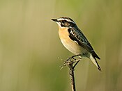 Saxicola rubetra -Belgium -male-8.jpg