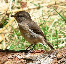 Saxicola tectes p1180765.jpg