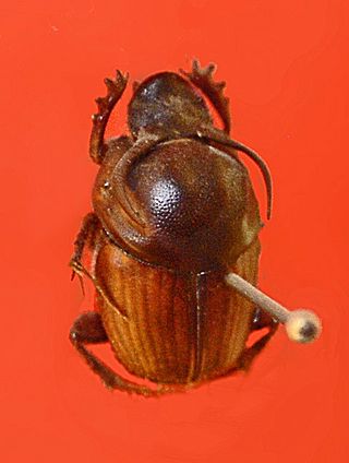 <i>Onthophagus taurus</i> Species of beetle