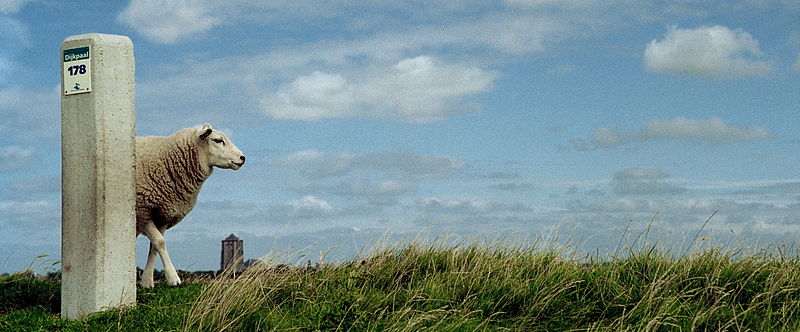 File:Schaap op de dijk van de Oosterschelde, bij Zierikzee (met jeuk).jpg