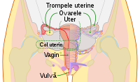 Scheme female reproductive system-ro.svg