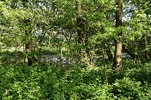 Schleswig-Holstein, Neuendorf, Naturdenkmal NIK 6246.JPG