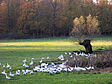 Gänseherde(Hausgans) in Schmadebeck