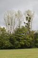English: Trees with Viscum album near Busenborn, Schotten, Vogelsberg, Hesse, Germany