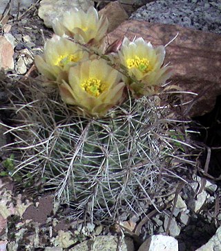 <i>Sclerocactus</i> Genus of cacti
