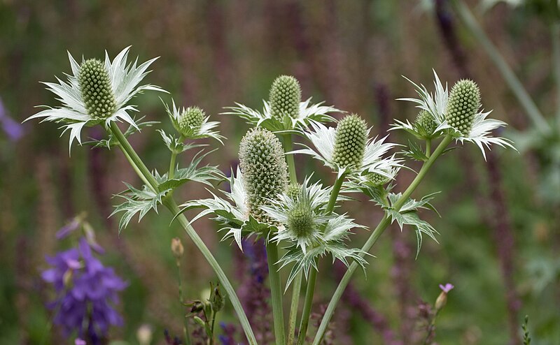 File:Sea holly (71611).jpg