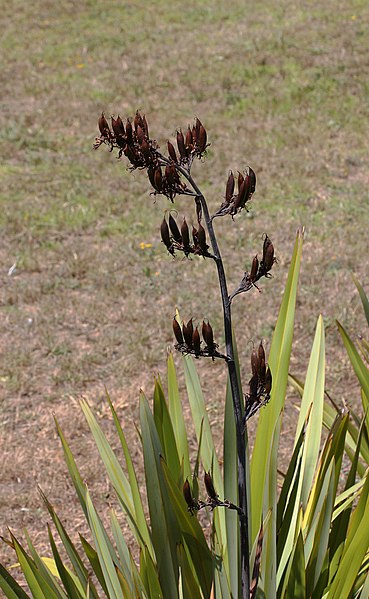 File:Seed pods of New Zealand flax (Phormium tenax) T2i IMG 101 5940.jpg