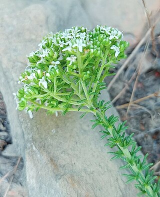 <i>Selago dolosa</i> Species of flowering plant