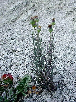 <i>Senecio tripinnatifidus</i> Species of flowering plant