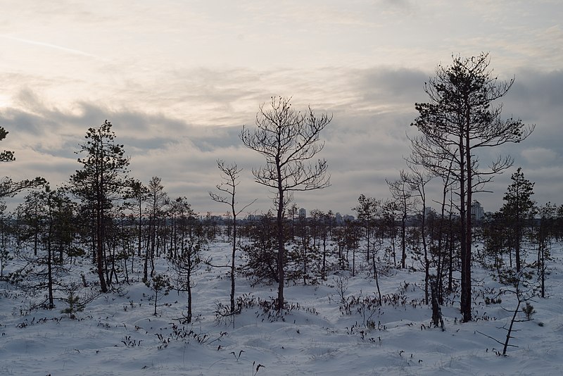 File:Sestroretsk swamp under snow in December 2020-12-27-4.jpg