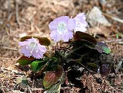 Fransklocka (S. uniflora var. 
 kantoensis)