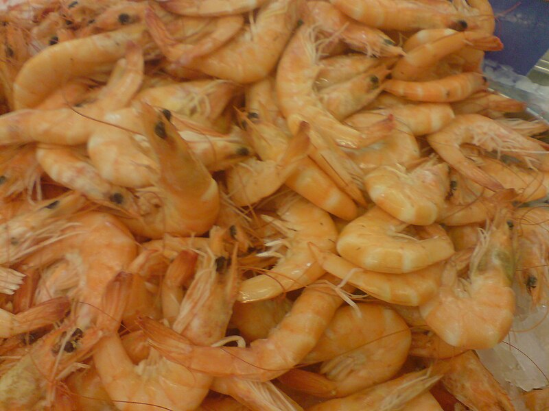 File:Shrimp (Crangon crangon).jpg