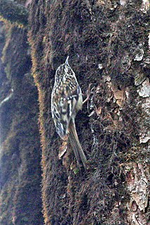 Sichuan treecreeper Species of bird