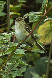 Sierran Elaenia - Südecuador.jpg