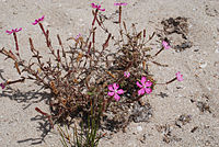 Silene cambessedesii