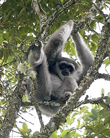 Silvery Gibbon (Hylobates moloch).jpg
