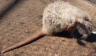 nutria de cor clara que coça