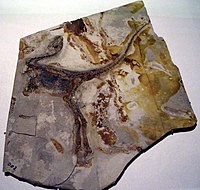 Fossil mærket Sinosauropteryx i Hong Kong Science Museum.