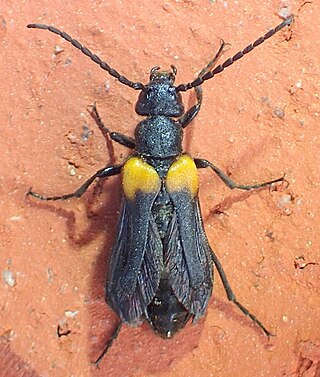 <i>Sitaris muralis</i> Species of beetle