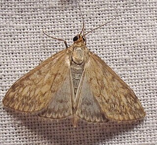 <i>Sitochroa chortalis</i> Species of moth