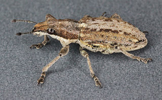 <i>Sitona griseus</i> species of insect