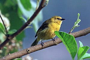 Monk weaver (Ploceus pelzelni), female in Uganda