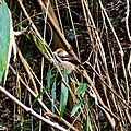 Small bird like sparrow on the branch - 1.jpg