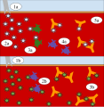 1a. Cowpox virus is injected into the bloodstream.2a. The virus enters the cells and a mild fever develops.3a. T-cells and B-cells recognize the antigen as a threat.4a. Activated T and B cells replicate, and their offspring become memory T-cells and B-cells.5a. Antibodies are produced and destroy the virus.1b. Smallpox virus is injected into the bloodstream.2b. Memory T and B cells recognize the virus.3b. Antibodies are produced and destroy the virus.