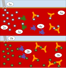 Diagram A: Exposure to the cowpox virus builds immunity to the smallpox virus. 1a. Cowpox virus is injected into the bloodstream. 2a. The virus enters the cells and a mild fever develops. 3a. T-cells recognize the antigen as a threat. 4a. Activated T-cells replicate, and their offspring become memory T-cells. 5a. Antibodies are produced and destroy the virus. Diagram B: When exposed to the smallpox virus, the immune system is resistant. 1b. Smallpox virus is injected into the bloodstream. 2b. Memory T cells recognize the virus. 3b. Antibodies are produced and destroy the virus. Smallpox vaccine.svg