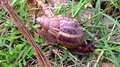 Snail moving on a wet ground