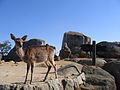 2012年12月3日 (月) 19:05時点における版のサムネイル