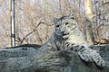 The snow leopard at the Pittsburgh Zoo on a cool winter morning.